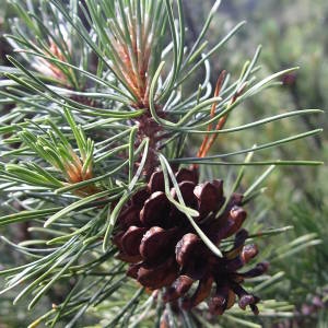  - Pinus mugo subsp. mugo 