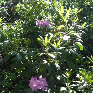 Photographie n°1983577 du taxon Rhododendron ponticum L. [1762]