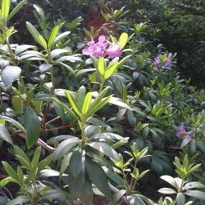 Photographie n°1983579 du taxon Rhododendron ponticum L. [1762]