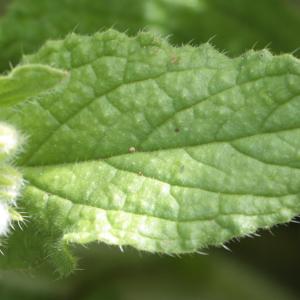 Photographie n°1983628 du taxon Borago officinalis L. [1753]