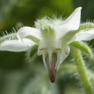 Photographie n°1983633 du taxon Borago officinalis L. [1753]