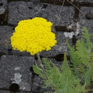 Photographie n°1983815 du taxon Achillea filipendulina Lam. [1783]