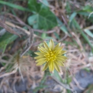 Photographie n°1983839 du taxon Lactuca serriola L. [1756]