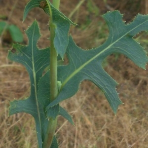 Photographie n°1983840 du taxon Lactuca serriola L. [1756]