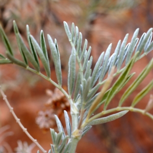  - Anthyllis barba-jovis L. [1753]