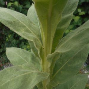 Photographie n°1983954 du taxon Verbascum thapsus L. [1753]