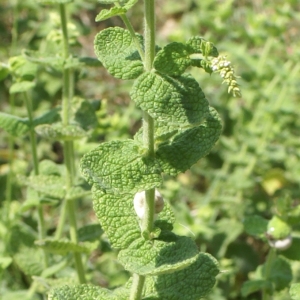 Photographie n°1984008 du taxon Mentha suaveolens Ehrh. [1792]