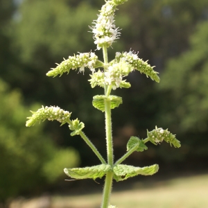 Photographie n°1984028 du taxon Mentha suaveolens Ehrh. [1792]