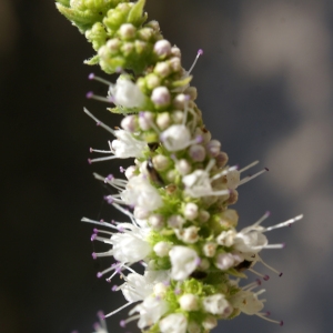  - Mentha suaveolens Ehrh. [1792]