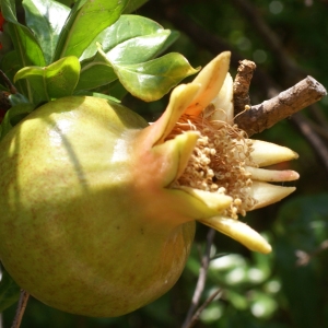 Photographie n°1984076 du taxon Punica granatum L.