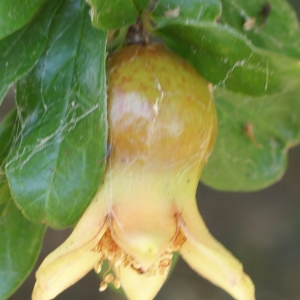 Photographie n°1984084 du taxon Punica granatum L.