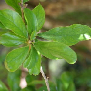 Photographie n°1984093 du taxon Punica granatum L.