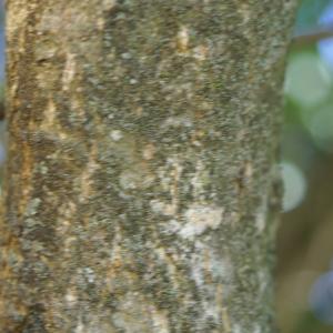 Photographie n°1984106 du taxon Punica granatum L.