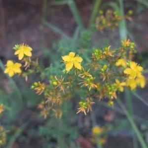 Photographie n°1984240 du taxon Hypericum perforatum L. [1753]