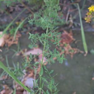 Photographie n°1984248 du taxon Hypericum perforatum L. [1753]