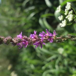 Photographie n°1984253 du taxon Lythrum salicaria L.