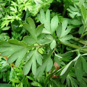 Photographie n°1984273 du taxon Corydalis solida var. solida 