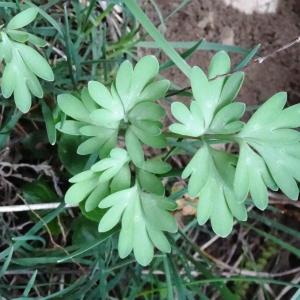  - Corydalis solida var. solida 