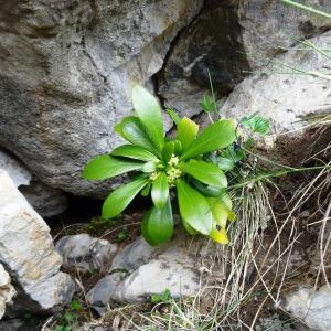 Photographie n°1984314 du taxon Daphne laureola subsp. philippi (Gren.) Nyman [1881]