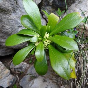  - Daphne laureola subsp. philippi (Gren.) Nyman [1881]