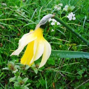 Photographie n°1984610 du taxon Narcissus bicolor L. [1762]