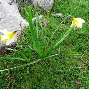 Photographie n°1985176 du taxon Narcissus bicolor L. [1762]