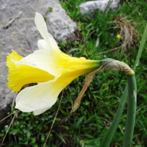 Photographie n°1985186 du taxon Narcissus bicolor L. [1762]
