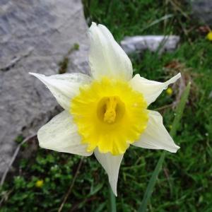 Photographie n°1985195 du taxon Narcissus bicolor L. [1762]