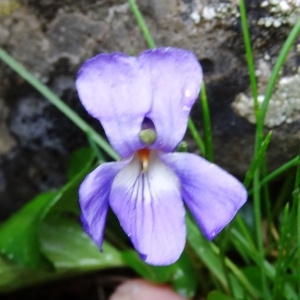 Photographie n°1985264 du taxon Viola pyrenaica Ramond ex DC. [1805]