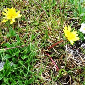 Photographie n°1985527 du taxon Taraxacum erythrospermum Andrz. ex Besser [1821]