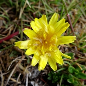 Photographie n°1985531 du taxon Taraxacum erythrospermum Andrz. ex Besser [1821]