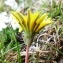  Alain Bigou - Taraxacum erythrospermum Andrz. ex Besser [1821]