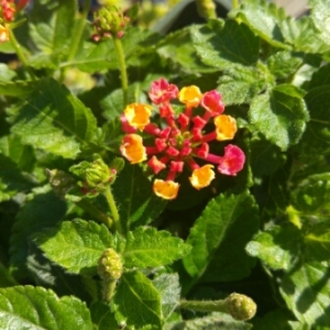 Photographie n°1985718 du taxon Lantana camara L. [1753]