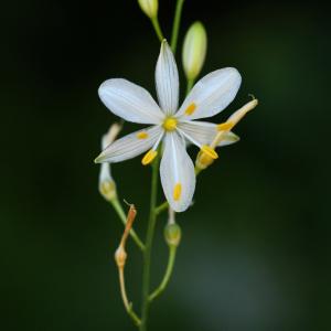 Photographie n°1986508 du taxon Anthericum ramosum L.