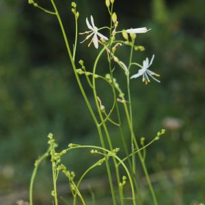 Photographie n°1986516 du taxon Anthericum ramosum L.