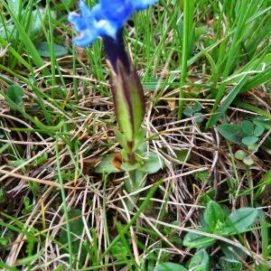 Photographie n°1986667 du taxon Gentiana verna subsp. verna 
