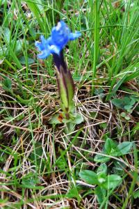 Alain Bigou, le 31 mai 2016 (Laruns (Cabane de Tourmont))