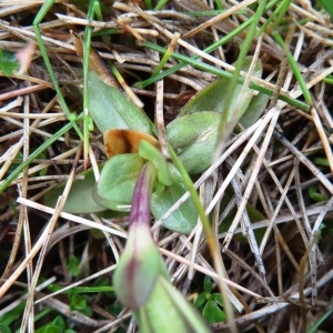 Photographie n°1986670 du taxon Gentiana verna subsp. verna 