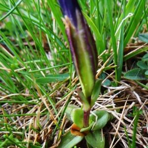 Photographie n°1986678 du taxon Gentiana verna subsp. verna 