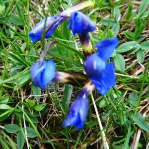 Photographie n°1986682 du taxon Gentiana verna subsp. verna 