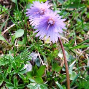 Photographie n°1986801 du taxon Soldanella alpina subsp. alpina 