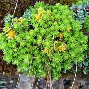 Photographie n°1986822 du taxon Saxifraga intricata Lapeyr. [1801]