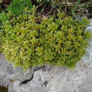 Photographie n°1986875 du taxon Saxifraga intricata Lapeyr. [1801]