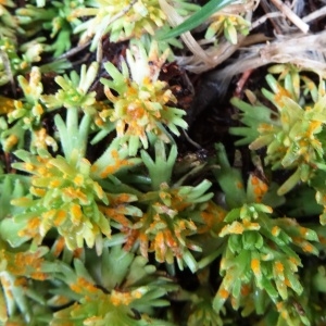 Photographie n°1986877 du taxon Saxifraga intricata Lapeyr. [1801]