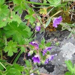 Photographie n°1986990 du taxon Geranium pyrenaicum subsp. pyrenaicum 