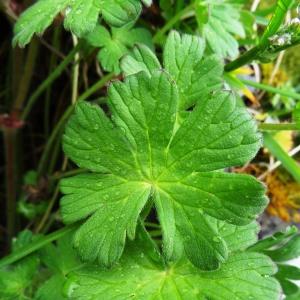 Photographie n°1986992 du taxon Geranium pyrenaicum subsp. pyrenaicum 