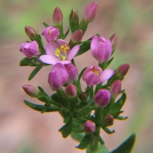 Photographie n°1987980 du taxon Centaurium erythraea Rafn [1800]