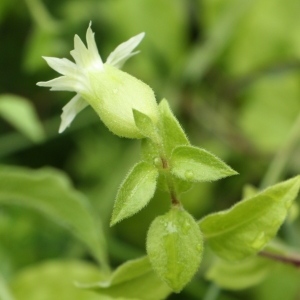 Photographie n°1988340 du taxon Silene baccifera (L.) Roth [1788]