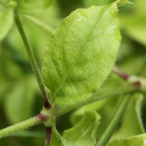 Photographie n°1988341 du taxon Silene baccifera (L.) Roth [1788]