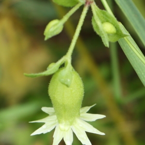 Photographie n°1988348 du taxon Silene baccifera (L.) Roth [1788]